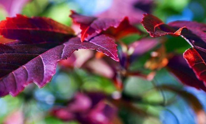 leaf