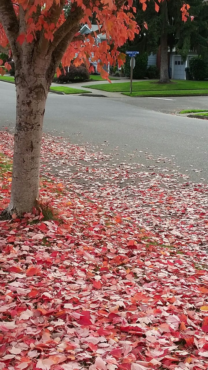 Bright Leaves Fall