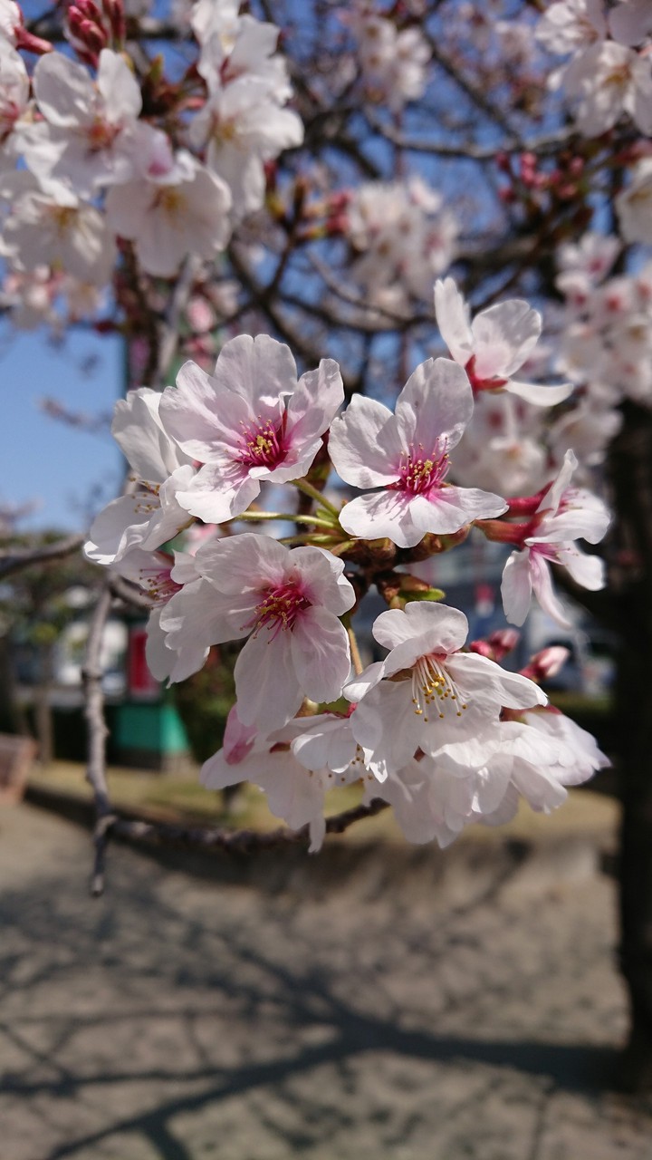 桜