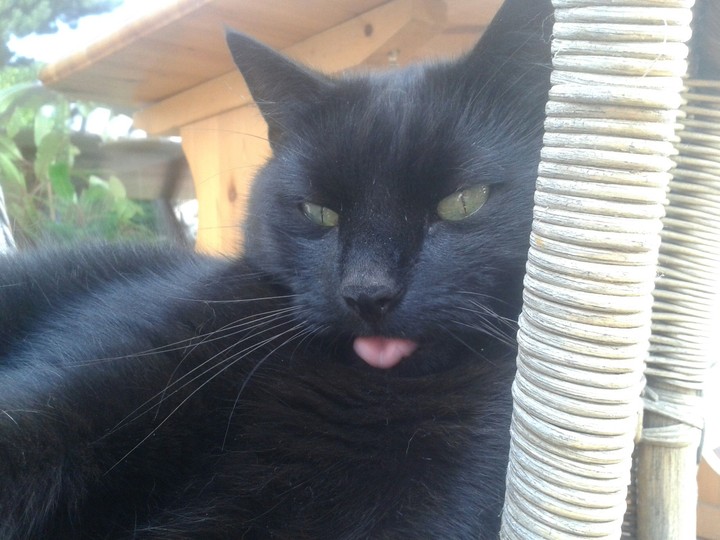 katze und zunge
