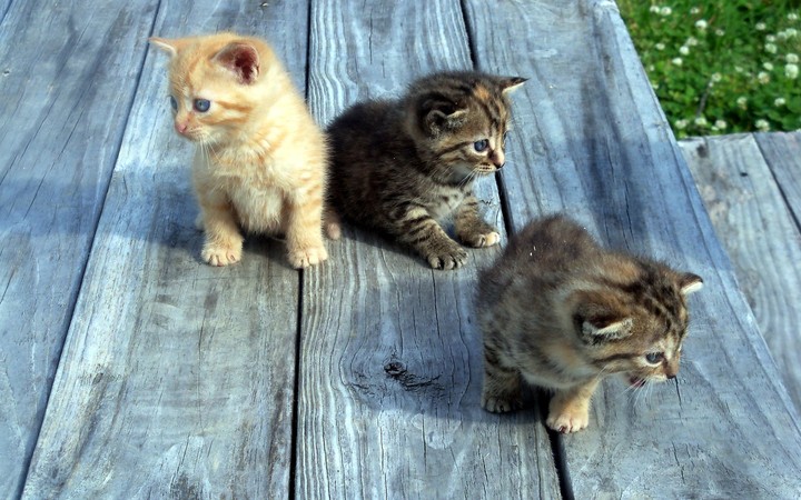 Three sweet little cats