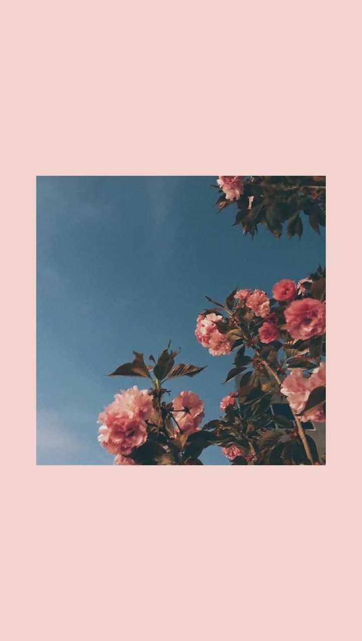 pink world