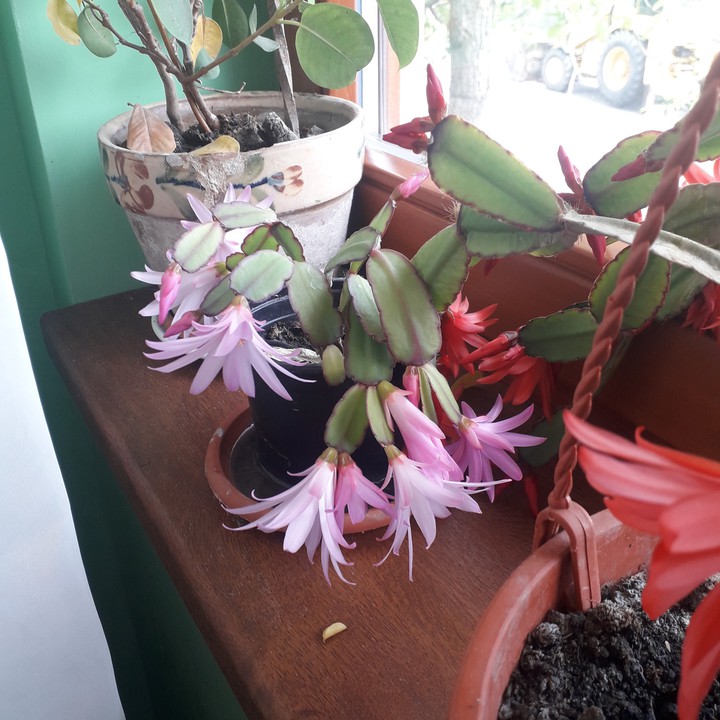 cactusflowers