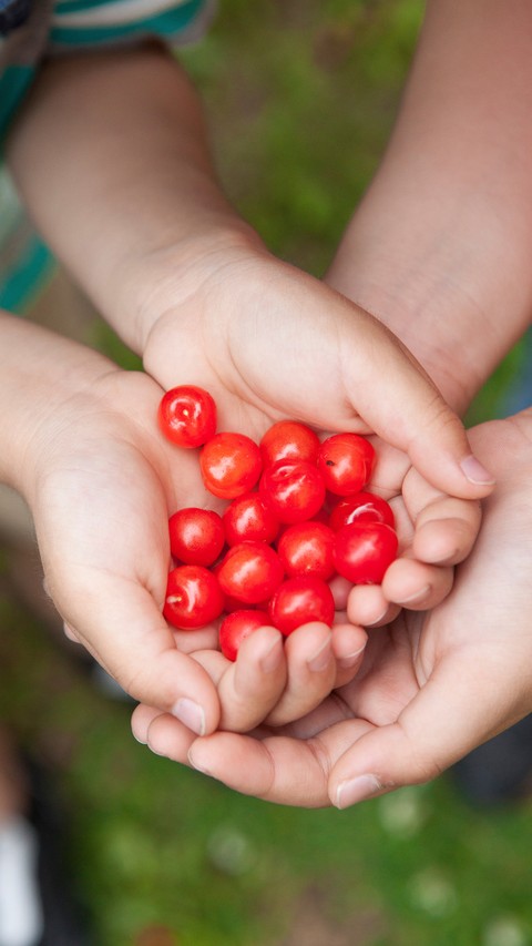Harvest