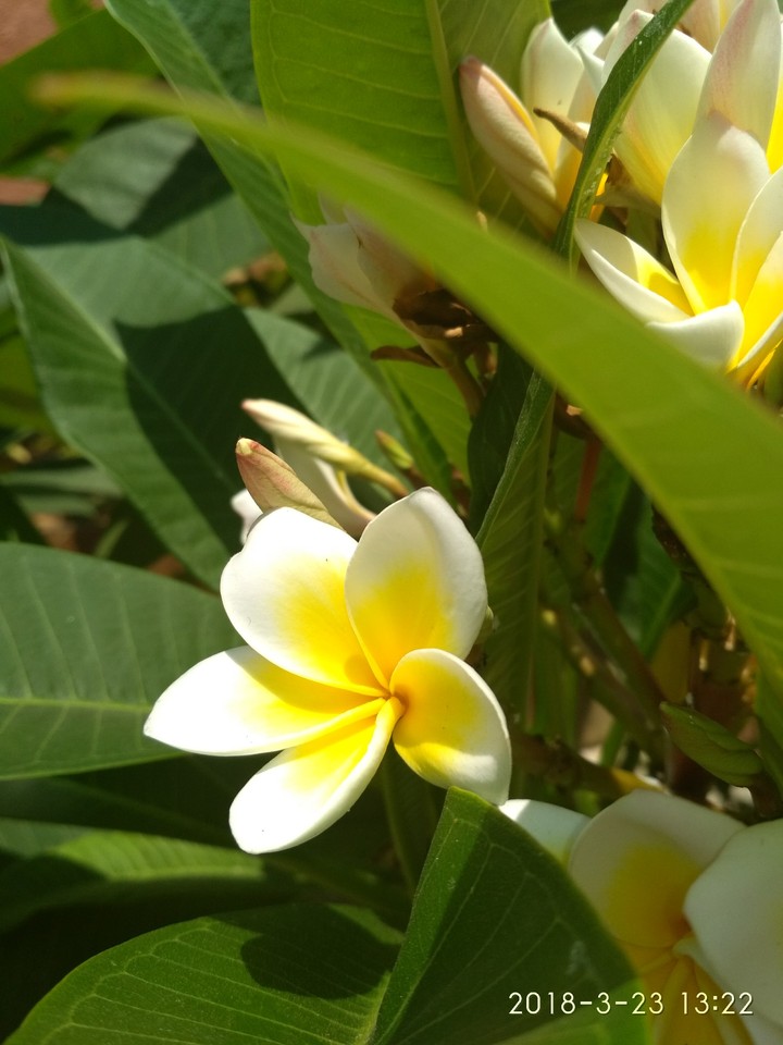 Flower