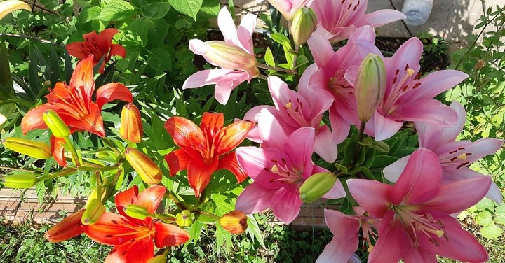 flowers