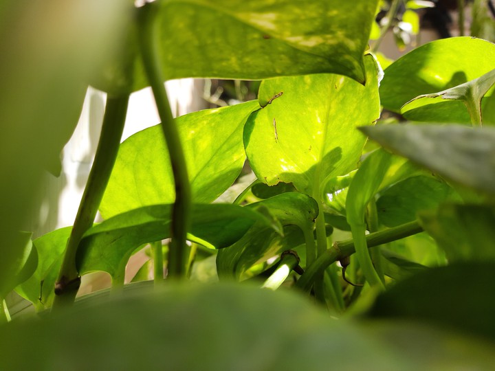 green