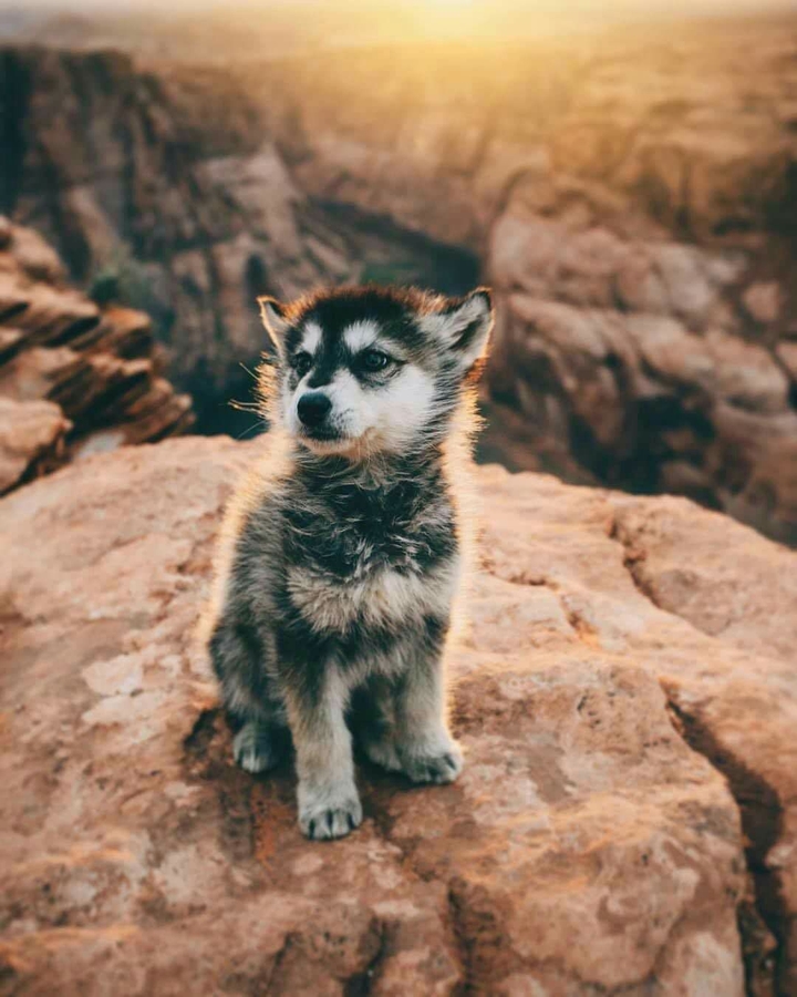 fluffy