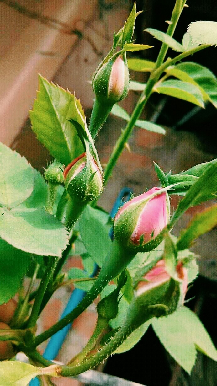 rose buds