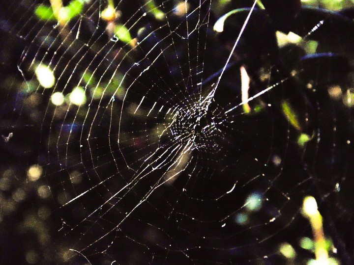 Tela de Araña