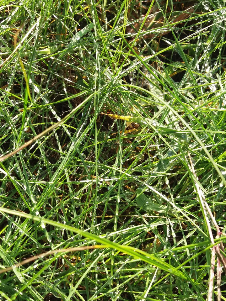 a grass