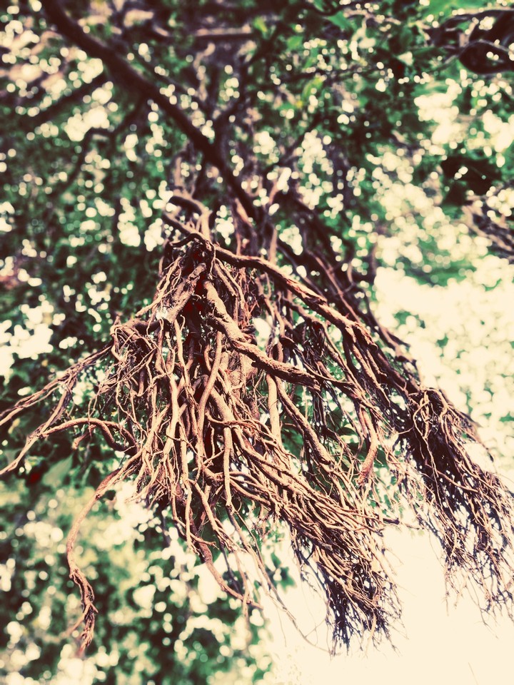 Tree Roots