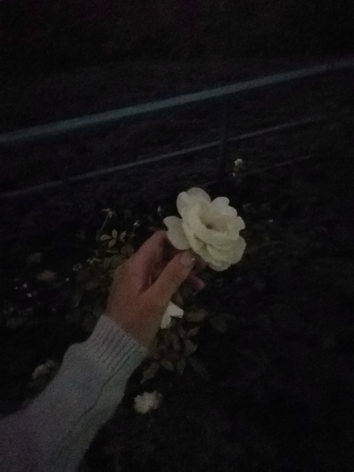 rose at night