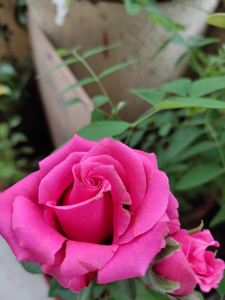#flower