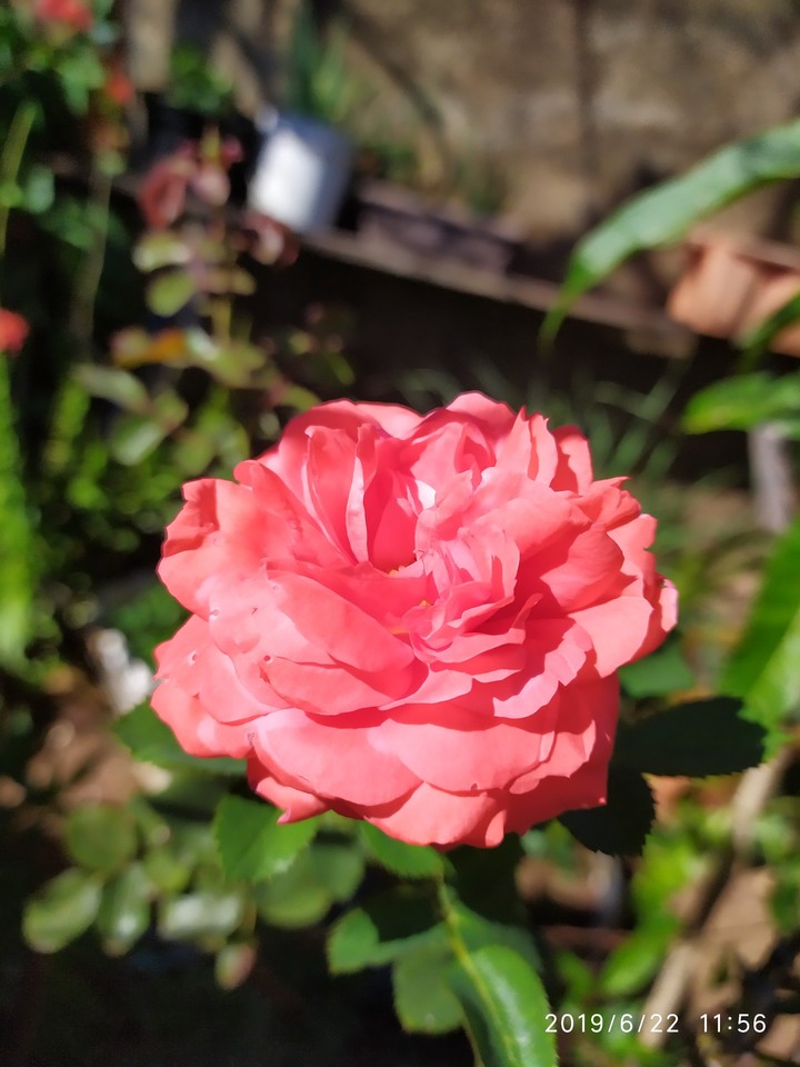 flores da Mariola