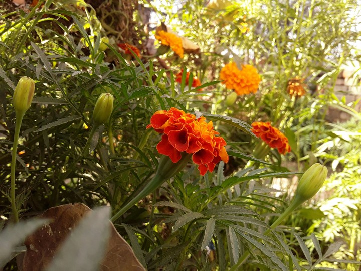 flowers