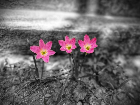 pinkish pink
