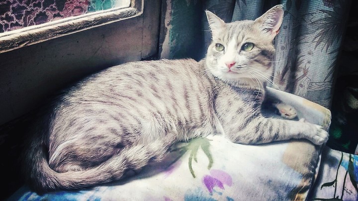 cat