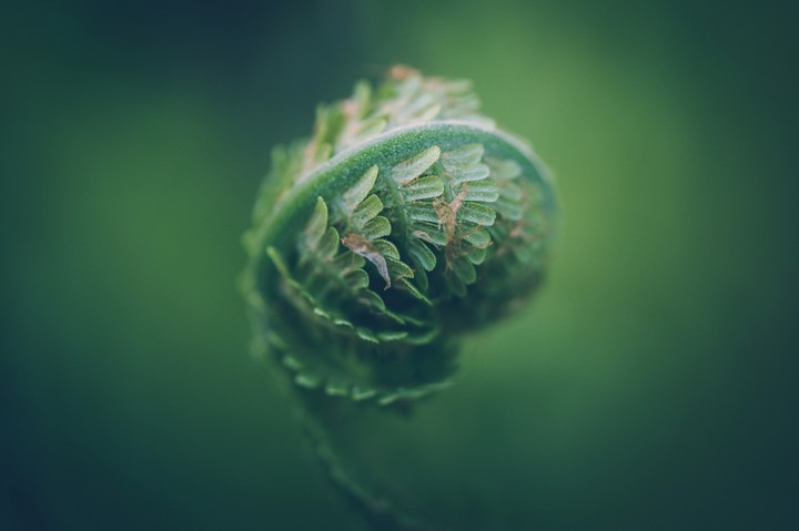 Fern