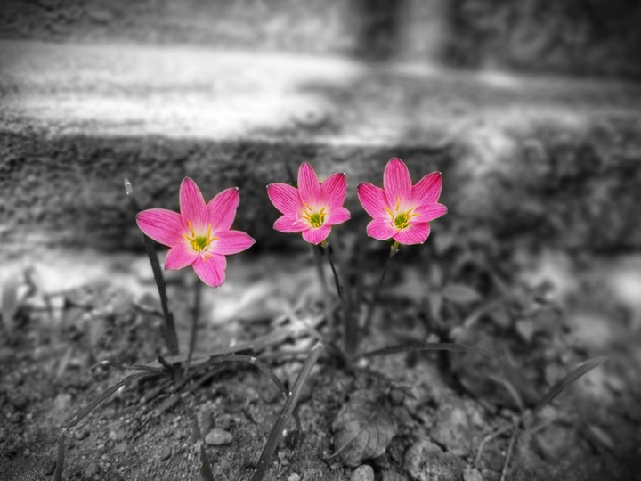 pinkish pink