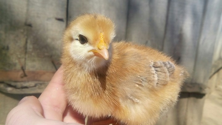 i'm a little chick !!
