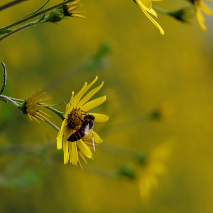 honeybee