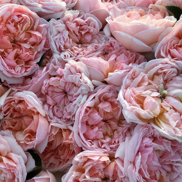 peony