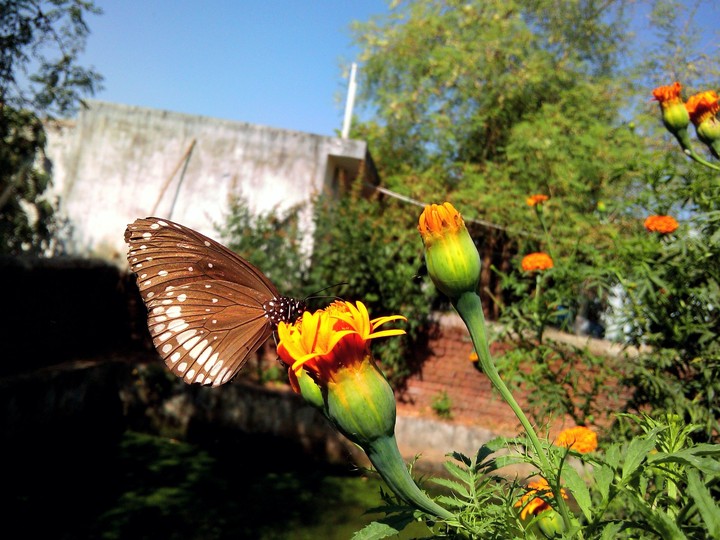 butterfly