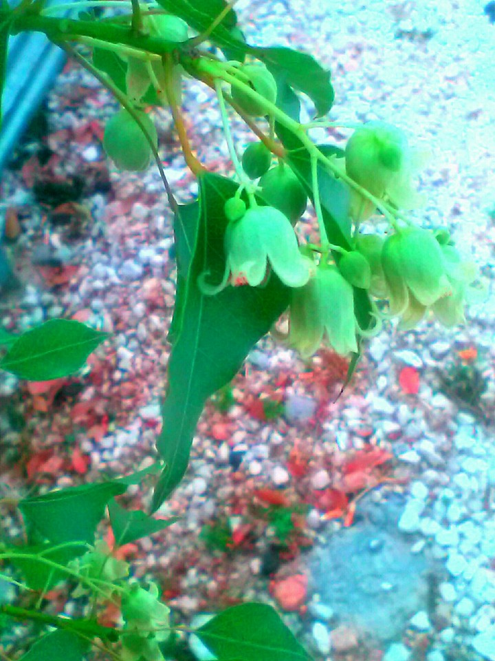 bell flower