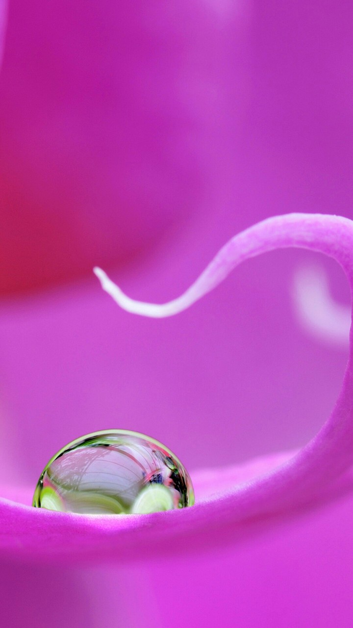 morning dew