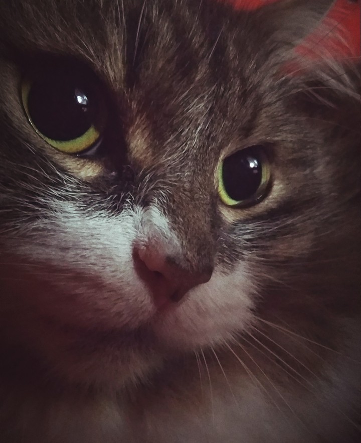 мой шикарный кот