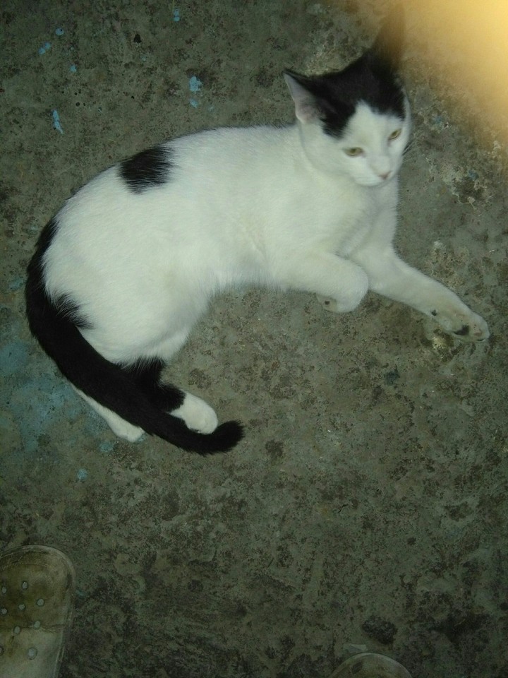 micho