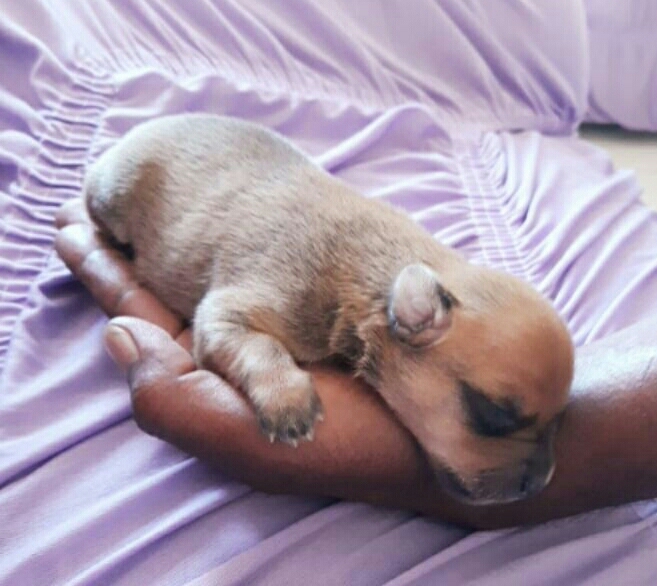 Hari meu amor