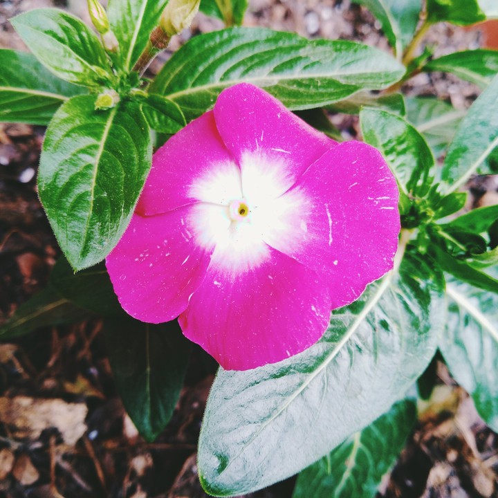 flor