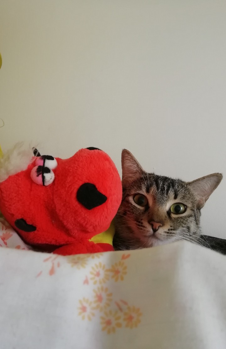 Devilish cat