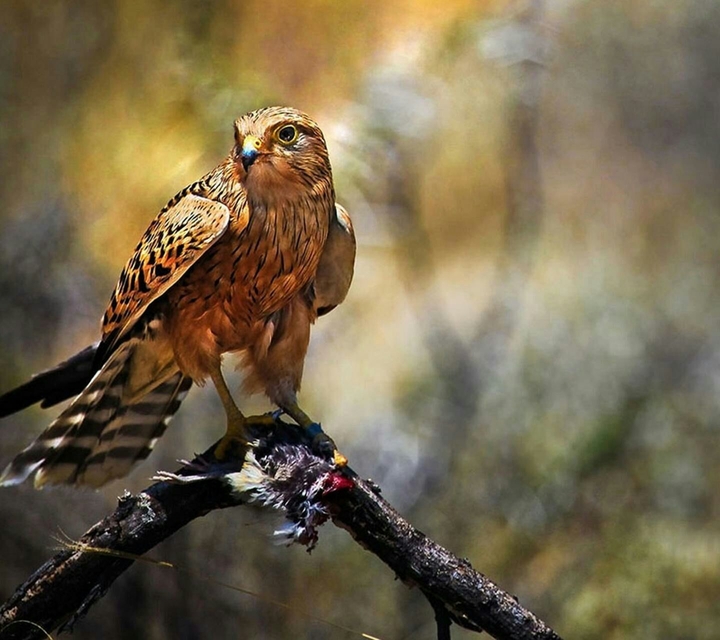 Bird