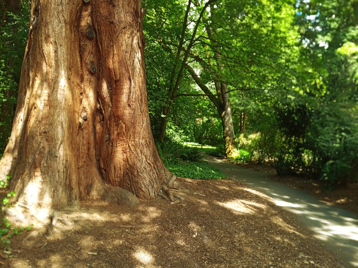Tree.