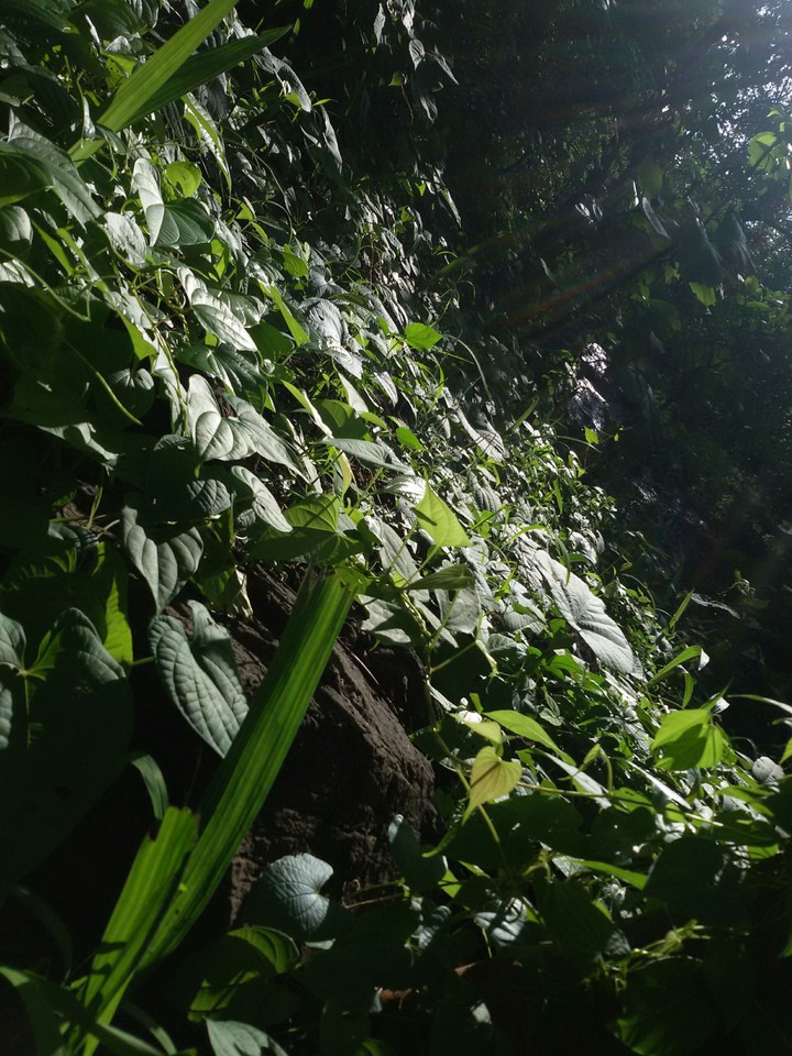 nature