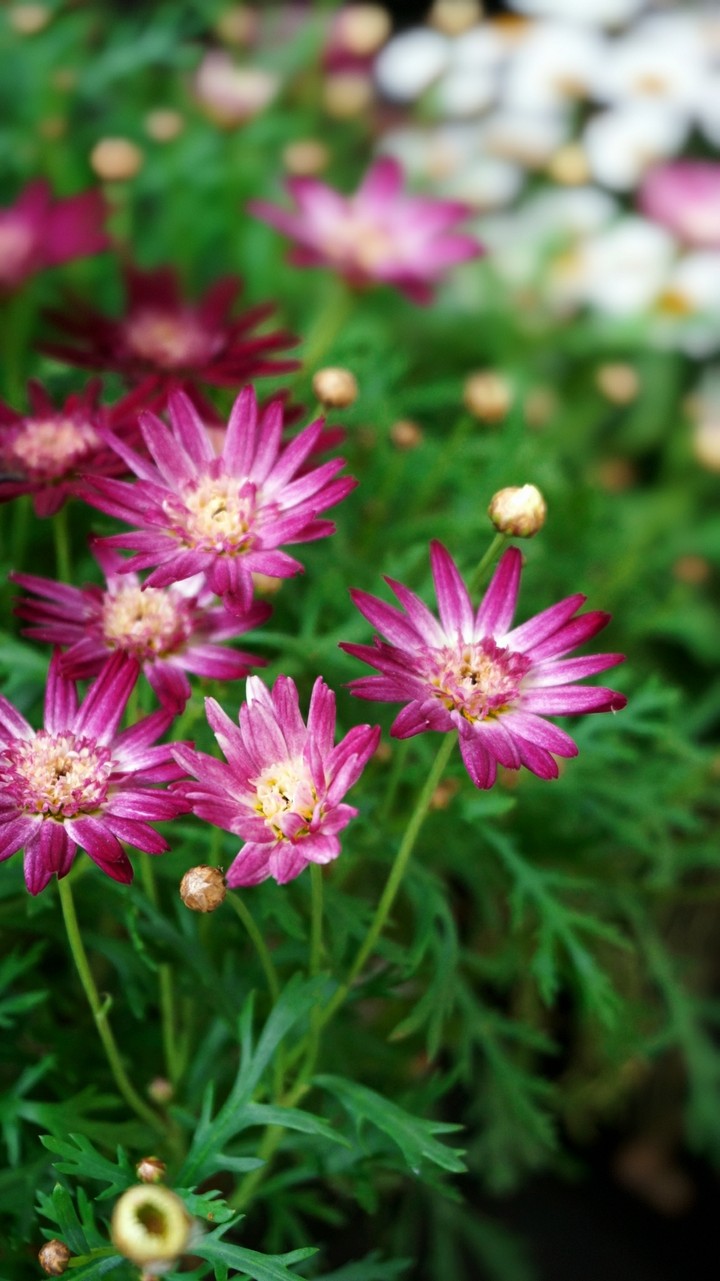 Argyranthemum frutescens❤