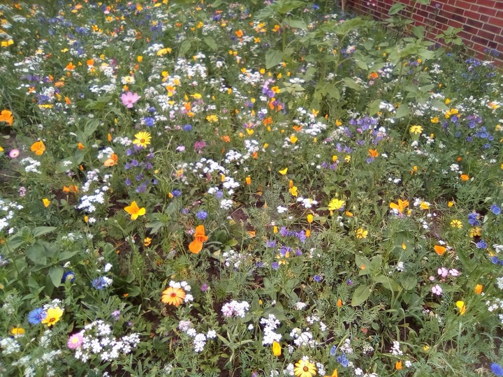 Der Rasenmäher kann warten!!!
