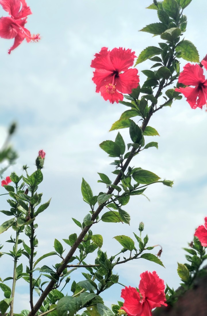 flowers
