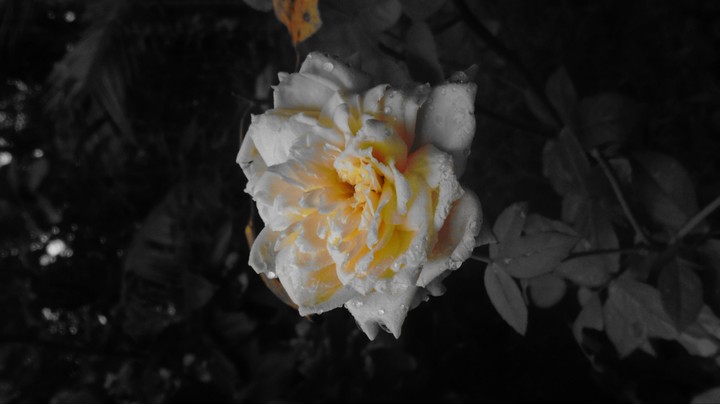 yellow rose 