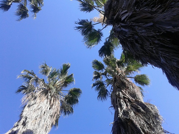 palm trees