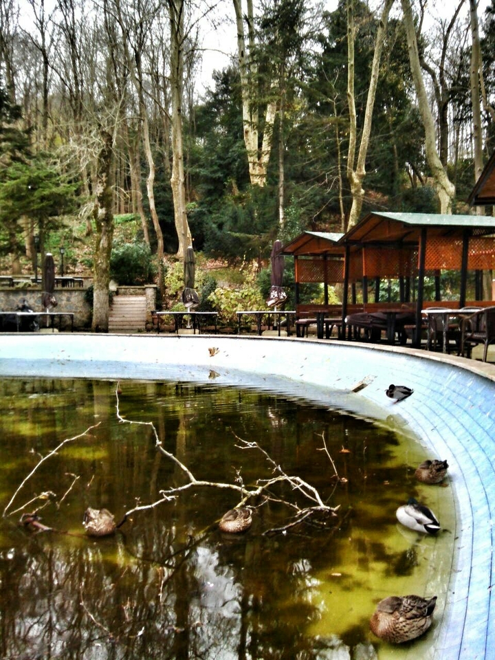 ducks
