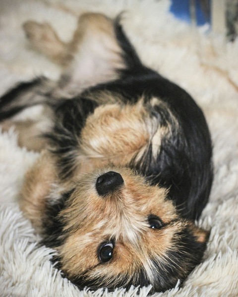 fonds d'écran terrier, morkie