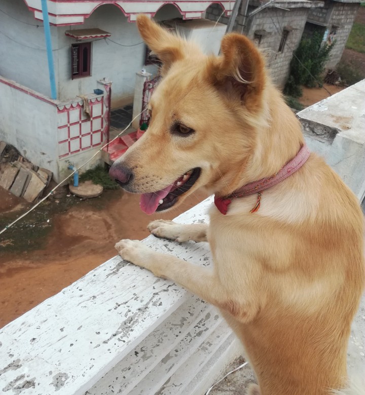 my lion laddu