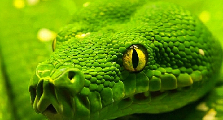 Змея, животные, природа, зелёный, nature, animals, green