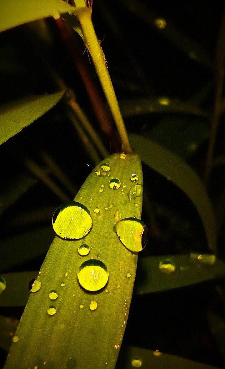dew drop