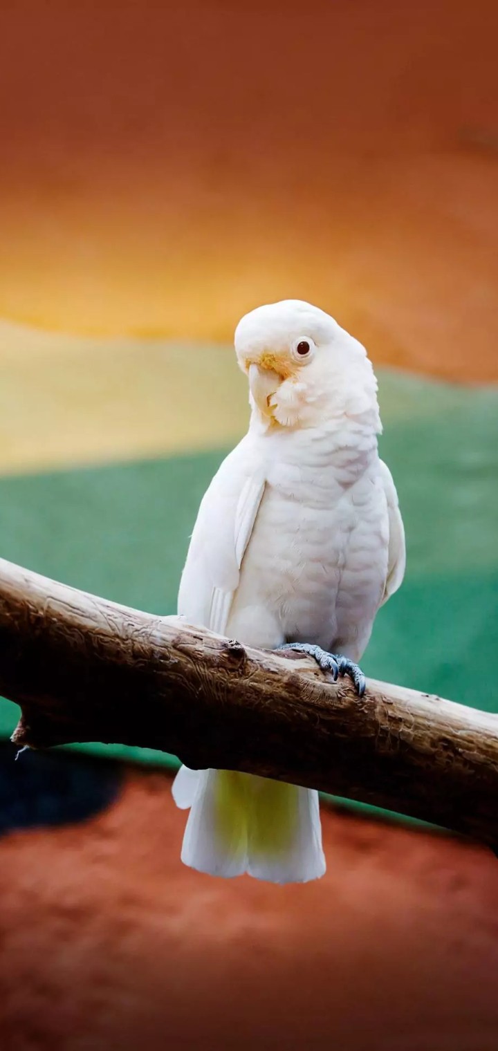 Bird