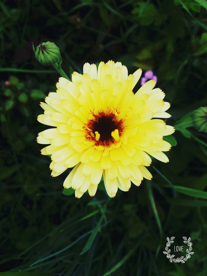 flowet